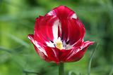 Red Tulip with White Streaks