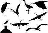 silhouettes of wild grey heron birds