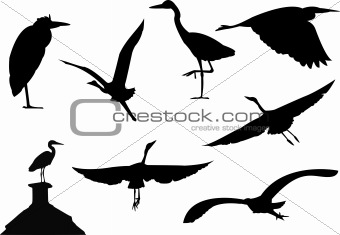 silhouettes of wild grey heron birds