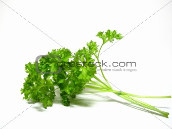 Parsley herb