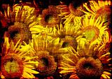Grunge background - decorative collage from sunflowers