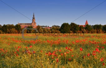 Field of poppies with skyline