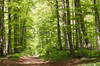 Beech forest during springtime