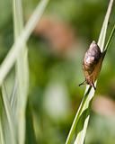 Garden Snail (Helix aspersa)