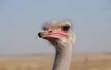 Funny ostrich
