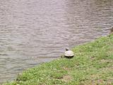Turtle by creek