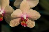 cream colored orchid