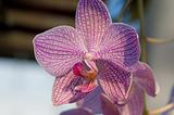 pink orchid macro