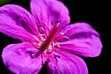 purple macro flower