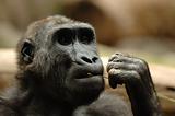 Ape eating grass