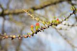 Spring, young green leaves larch