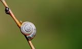 little snail on twig