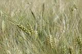 Cornfield wheat Germany (AK)