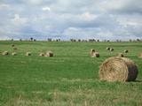 bales of hay in a field