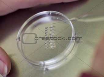 Embryologist with egg and sperm in culture
