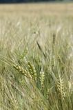 Cornfield wheat Germany (AL)