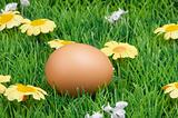 egg on meadow  