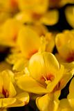 Close up picture of yellow tulips
