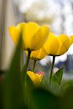 Yellow tulips shallowdepth of field, stock photo