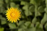 Bright dandelion flower with copy-space