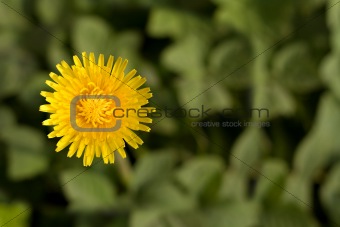 Bright dandelion flower with copy-space