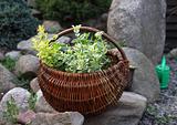  herbs in basket