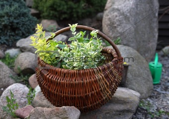  herbs in basket