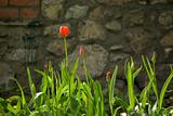 Tulips by the wall