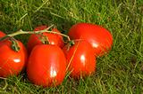 red tomato on grass background