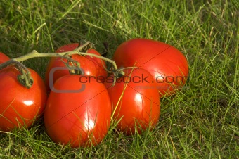 red tomato on grass background