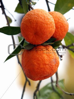 Branch of orange tree