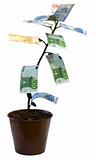 Money tree (Euro)