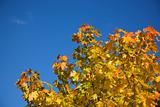 Autumnal maple