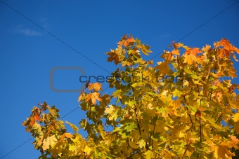 Autumnal maple