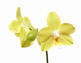 yellow phalaenopsis orchid , isolated on white
