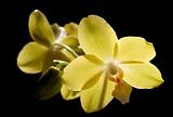 yellow phalaenopsis orchid , isolated on black