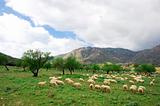 sheeps in a field