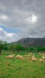 sheeps in a green field
