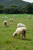 sheeps in a field