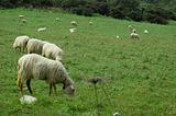 sheeps eating in a field