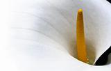 Arum lily - Calla flower background