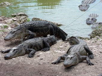 Alligators crawling out of the water