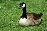 Canadian goose resting on a lawn