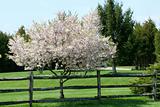 Tree blooming near a fence