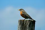 Redbrested robin on a fence post