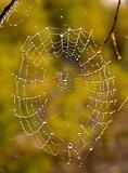 Web after a rain