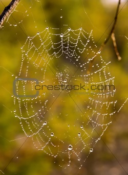 Web after a rain