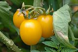 Growing yellow tomatoes