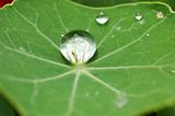 Waterdrops on green leaf