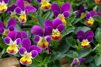 Purple-yellow pansies